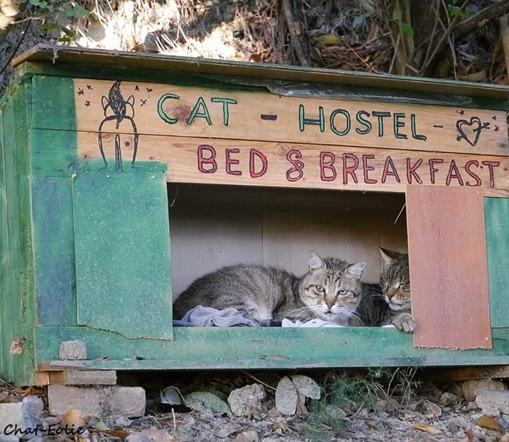 cat hotel
